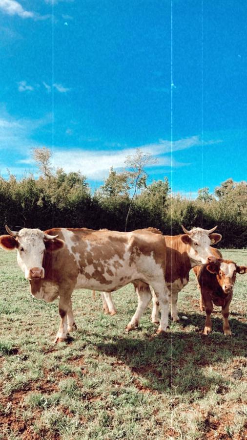 Farm stay With Breakfast Near Porec